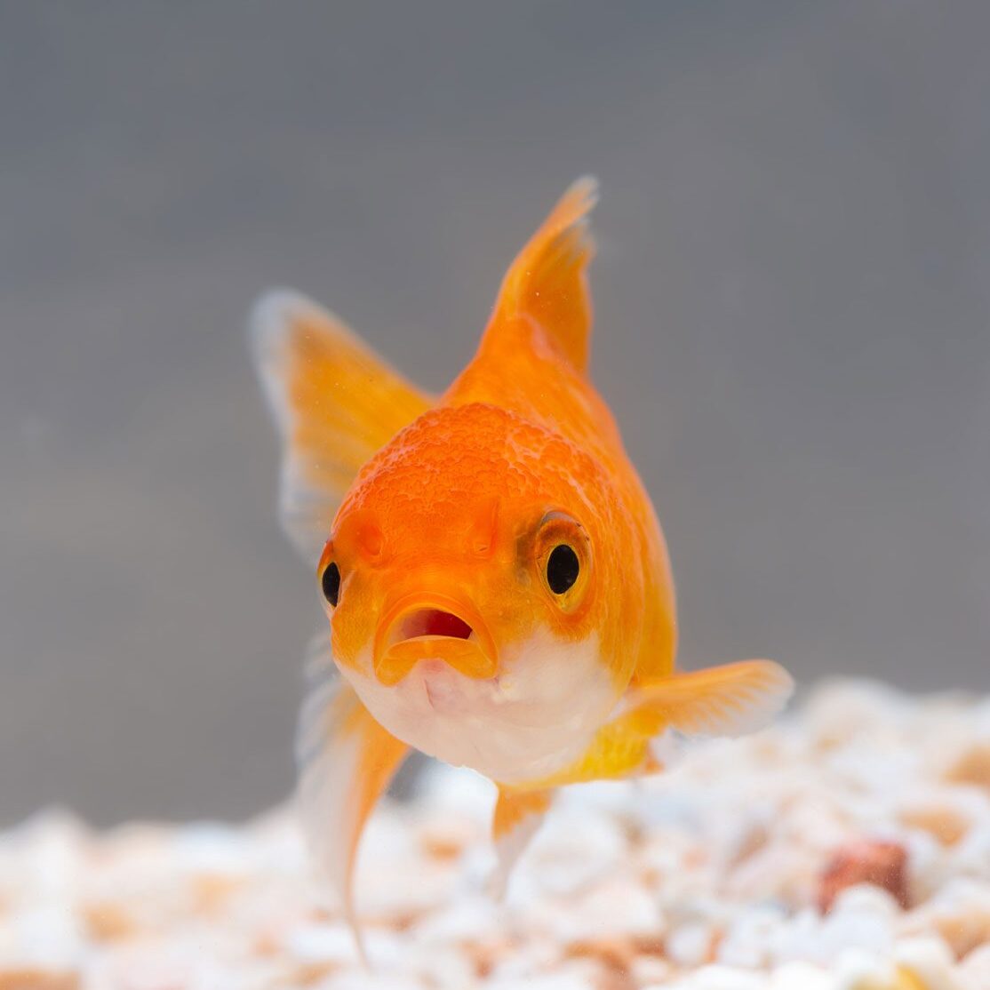 Gold Fish With Their Mouth Open In The Fish Tank