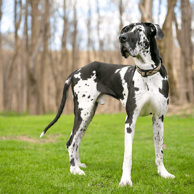 Great Dane in the grass
