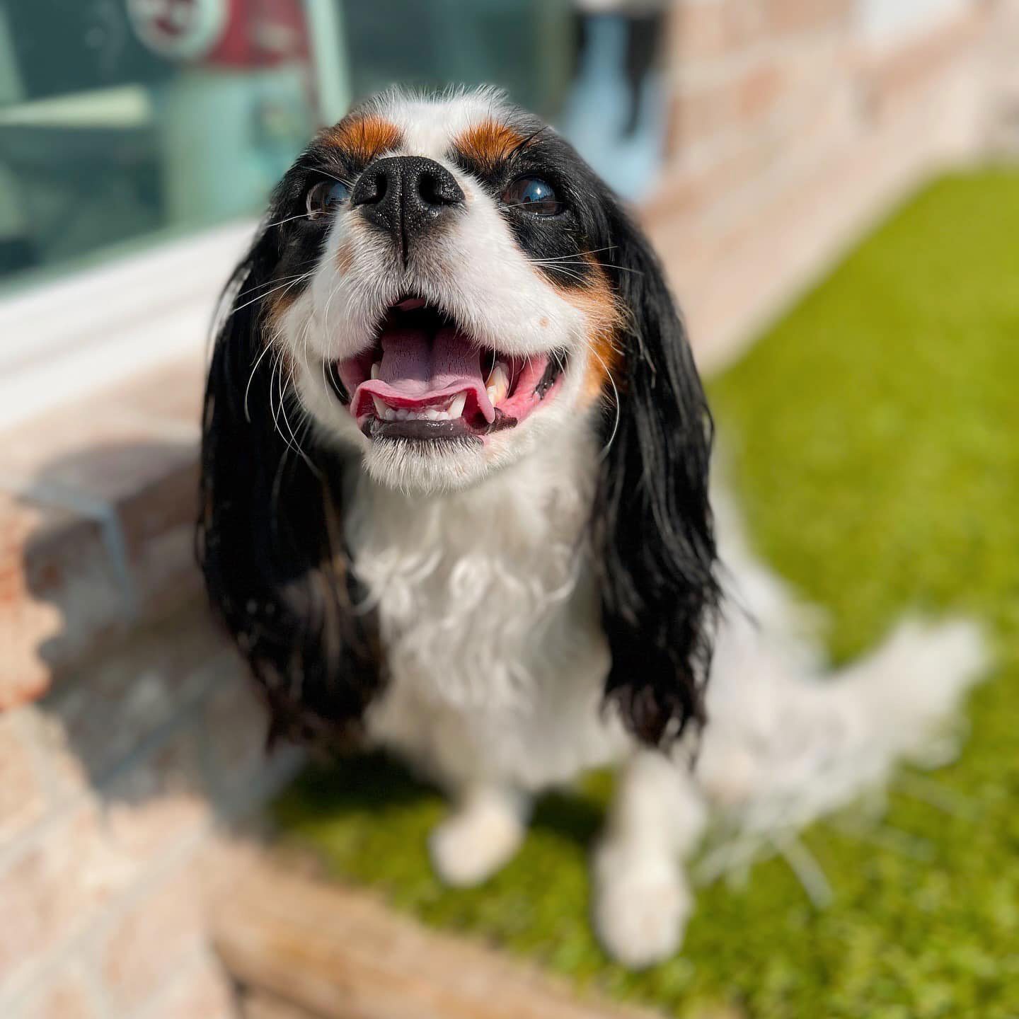 close up of happy Cavalier King Charles Spaniel