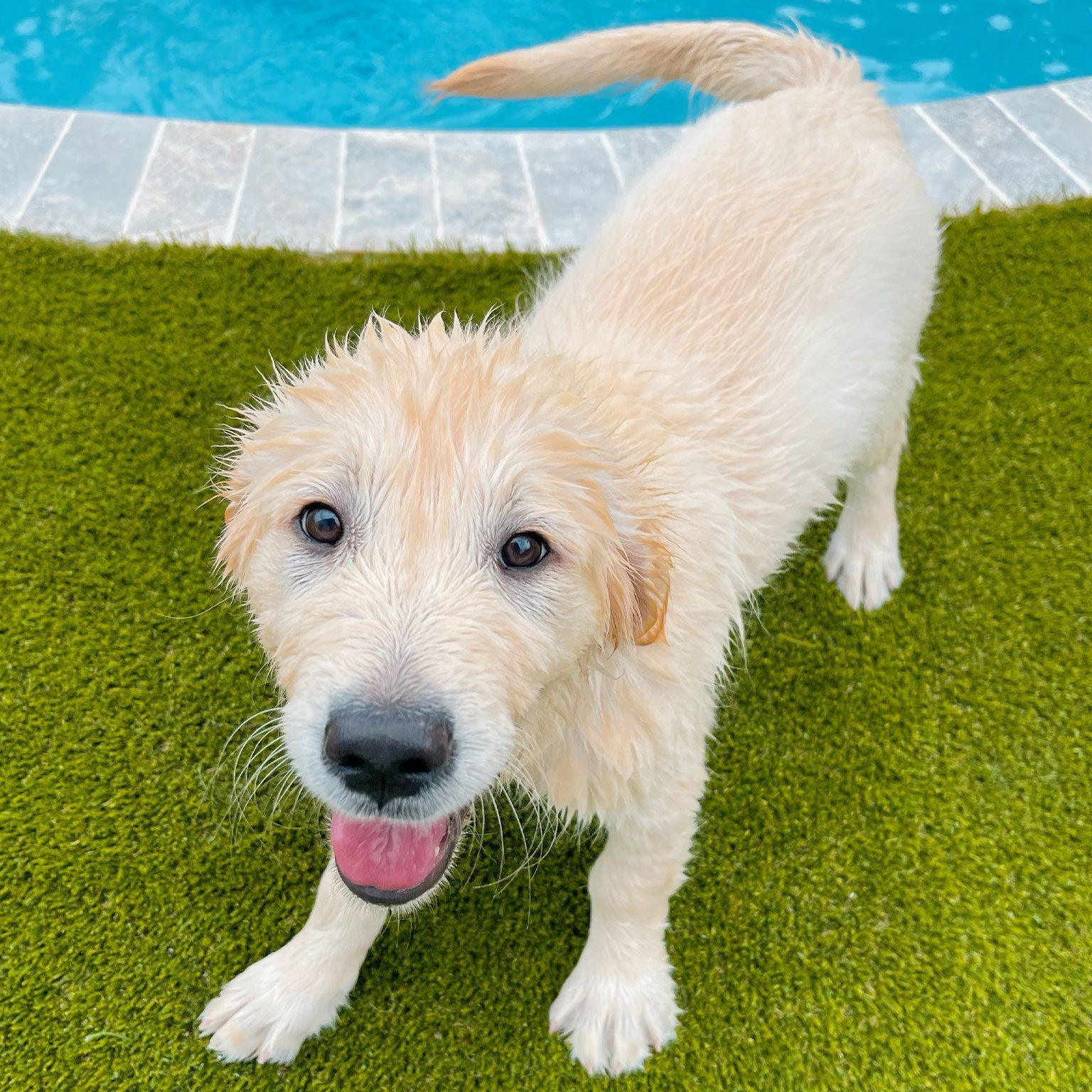happy golden retriever puppy coming out of pool at resort