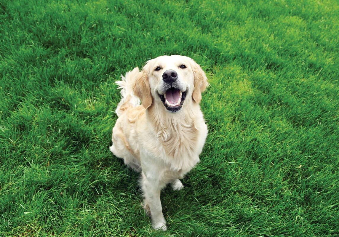 happy labrador retriever sitting on green grass outdoors