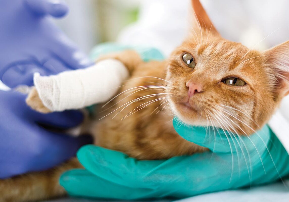 orange tabby cat lying on side while doctor examines broken leg wrapped in bandage