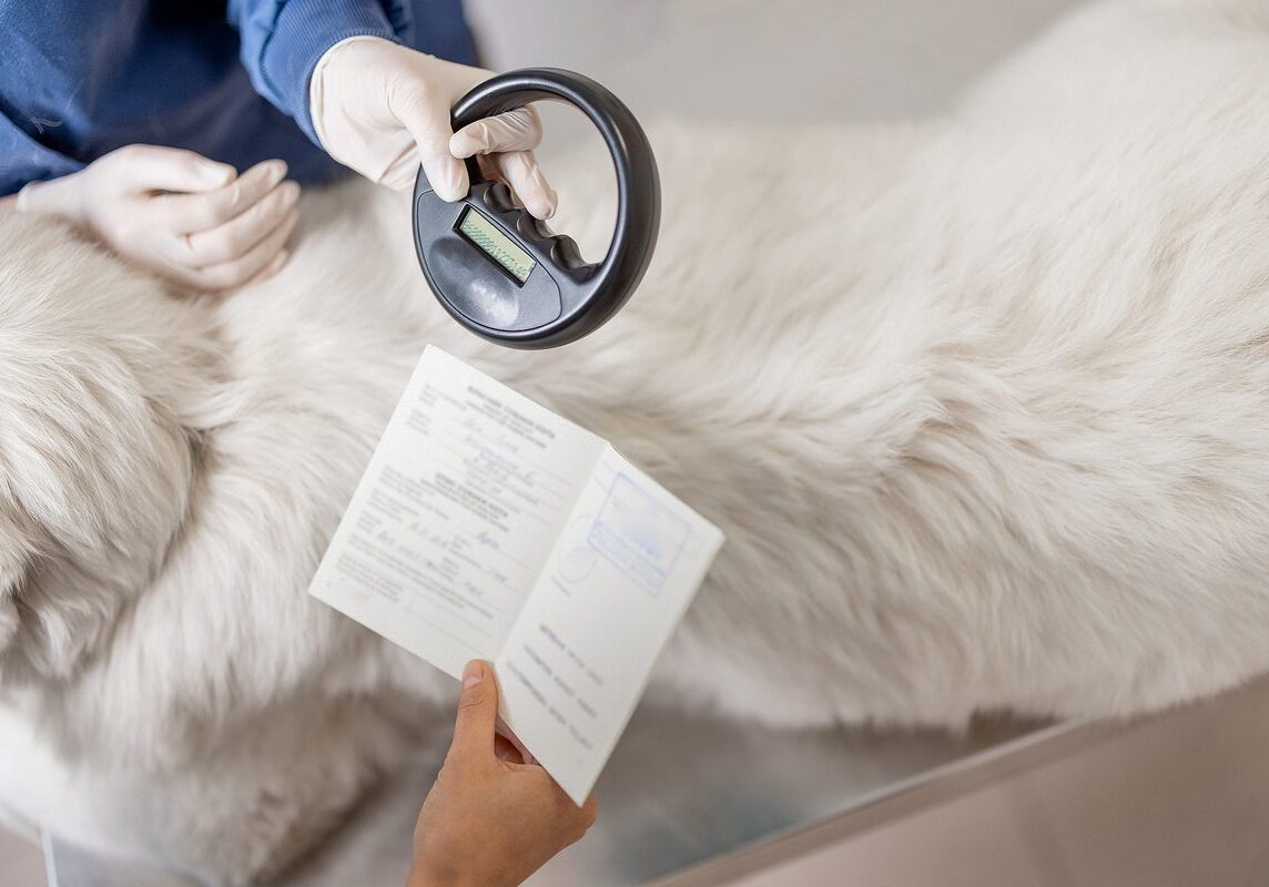 white dog being checked for a microchip
