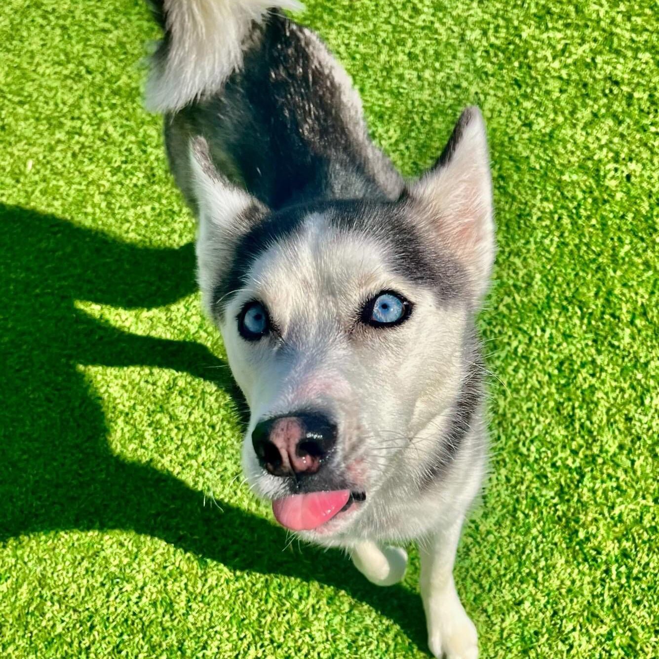 huskey sticking its tongue out on grass