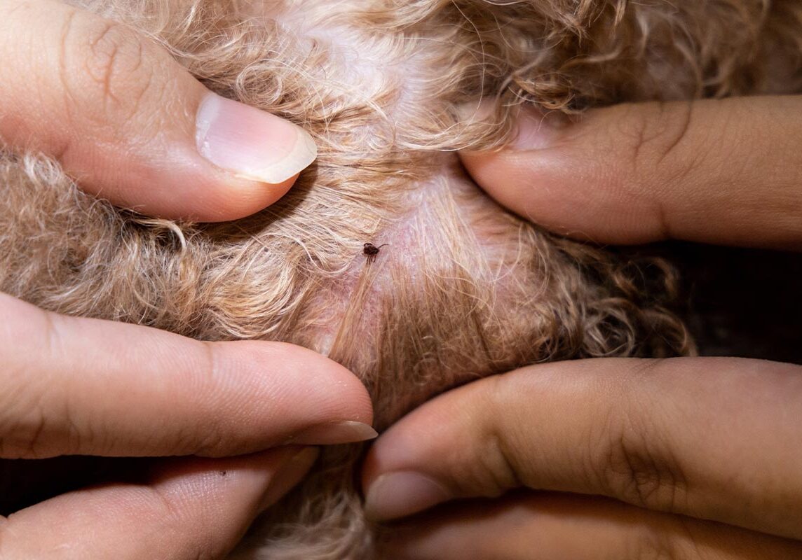 close-up of flea found on dog's body after bath