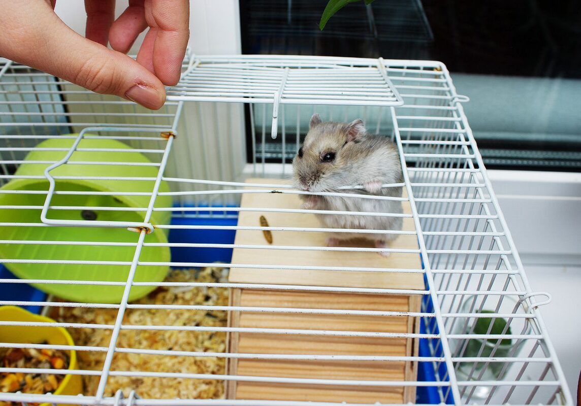 Jungar Hamster In A Cage