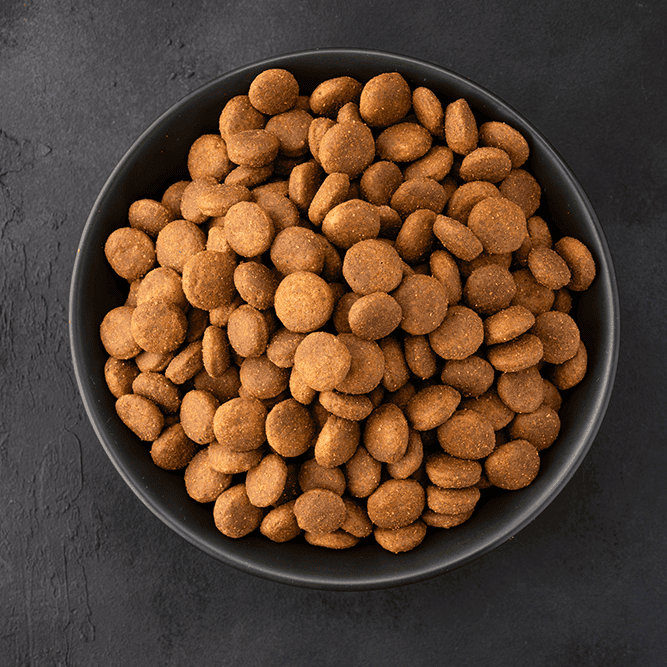 Kibble In Bowl