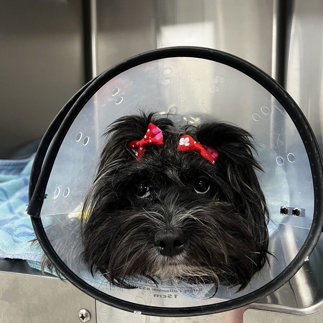dog named Luna wearing red bow in hair and recovering with plastic cone around neck