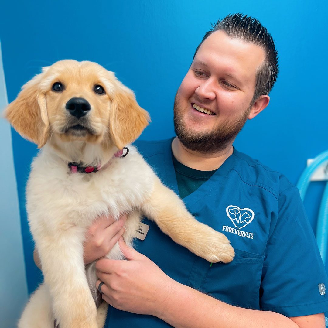 smiling male veterinary technician holding golden retriever puppy