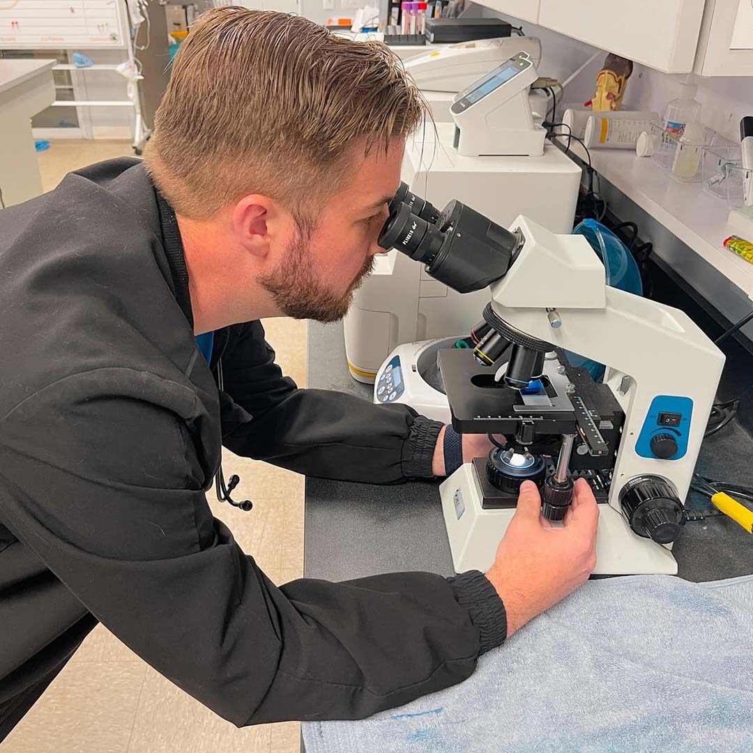 veterinarian looking through microscope at blood sample