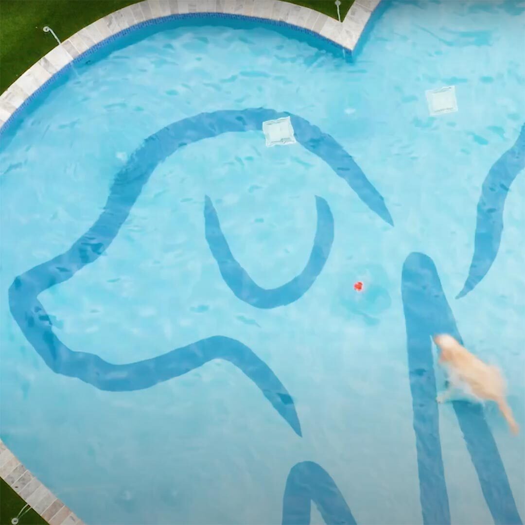 drone view of a dog in the outside pool