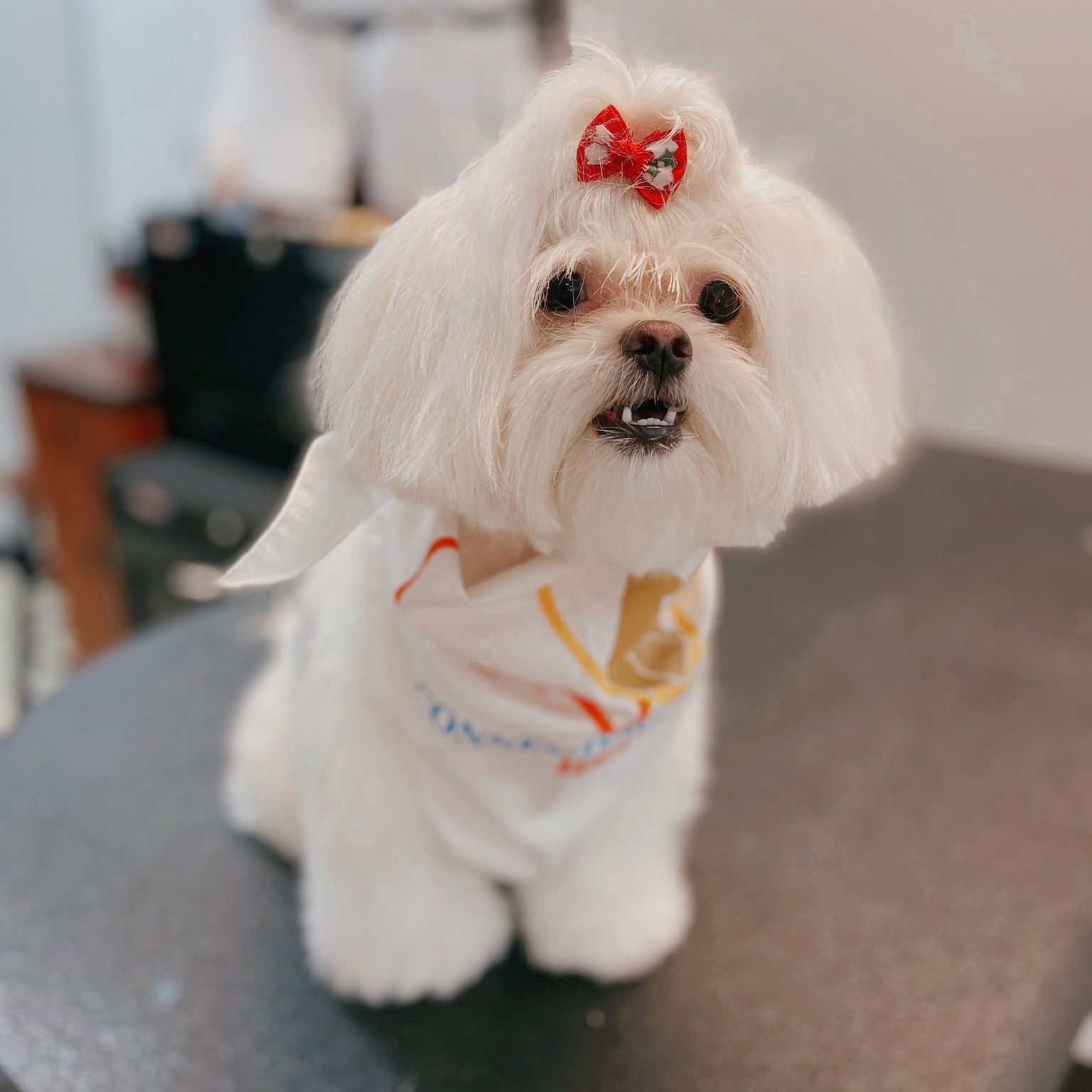 Puffy White Dog Sitting On Table