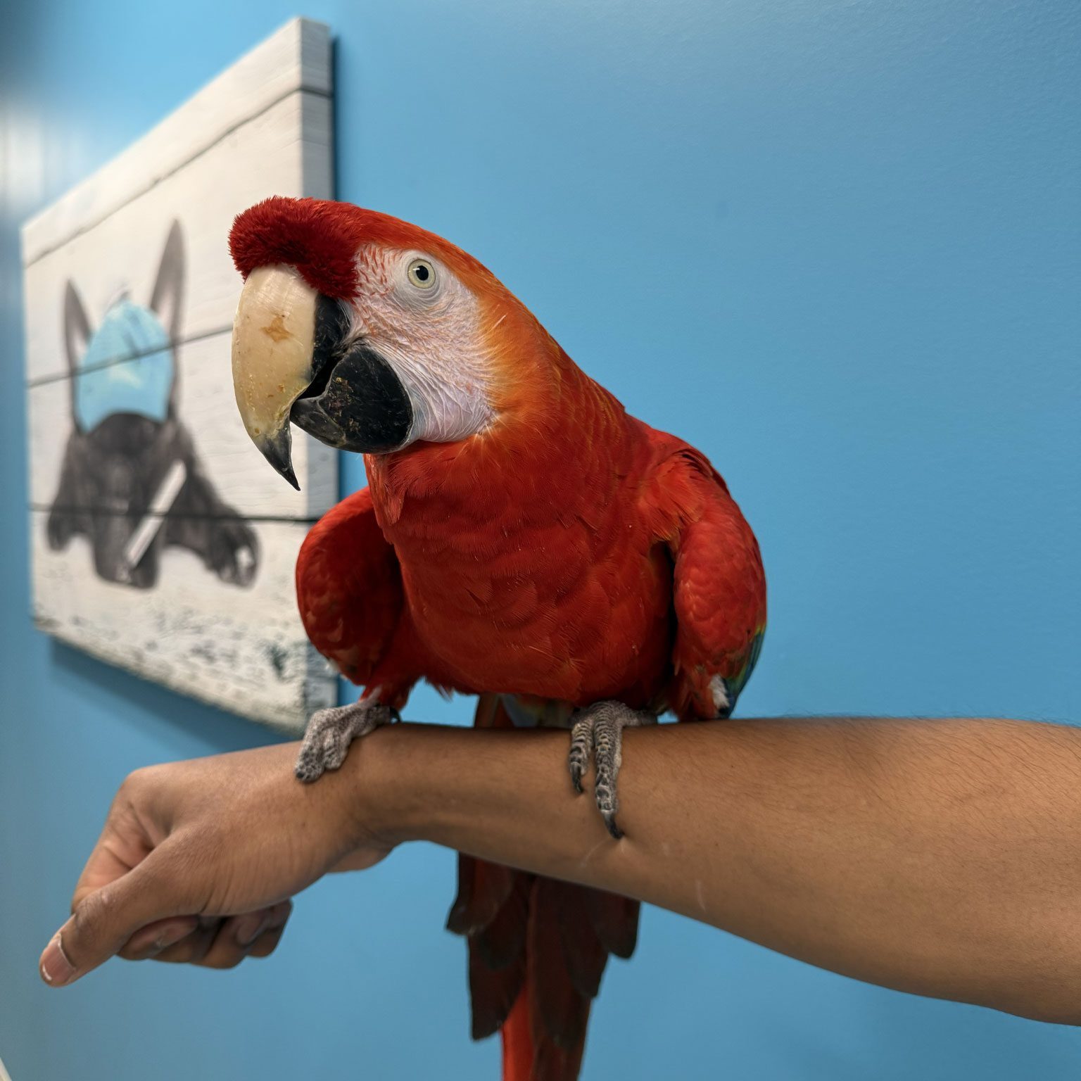Red Parrot Standing On Arm