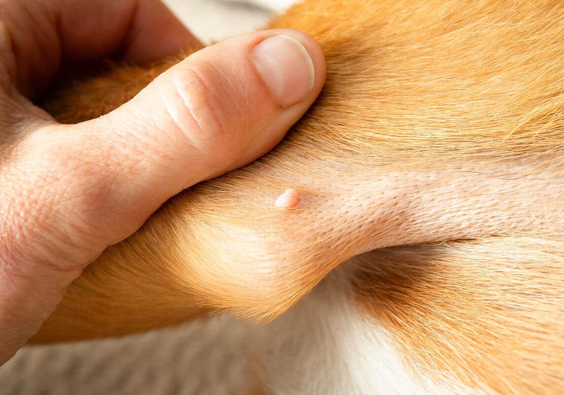 male hand holding dog's leg and showing small bump on dog's elbow