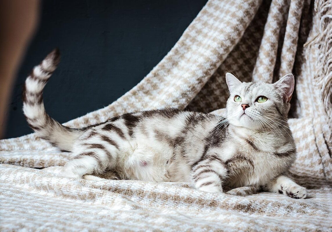 pregnant gray striped cat lying on side on herringbone patterned fabric