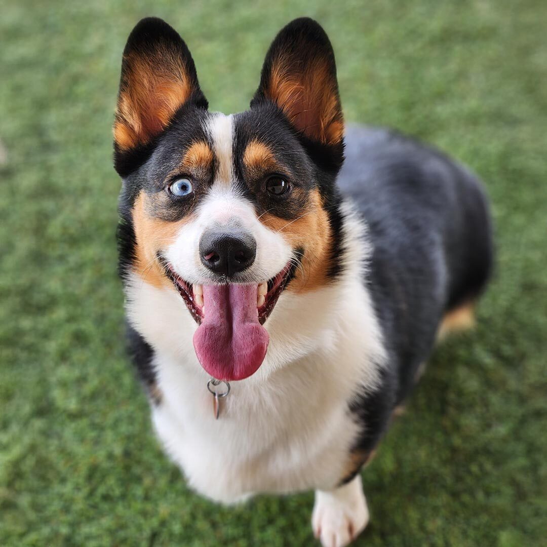 black, white, and brown corgi smiling up at the camera