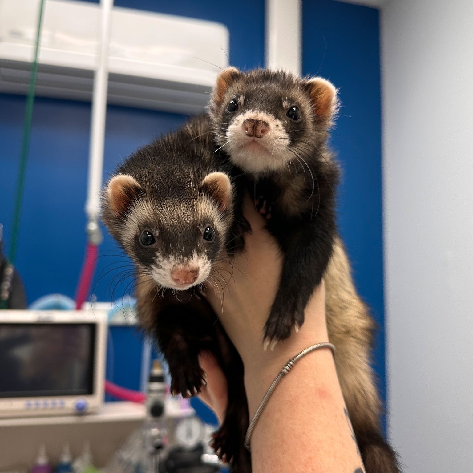 staff member holding up two ferrets in one hand with blurry background