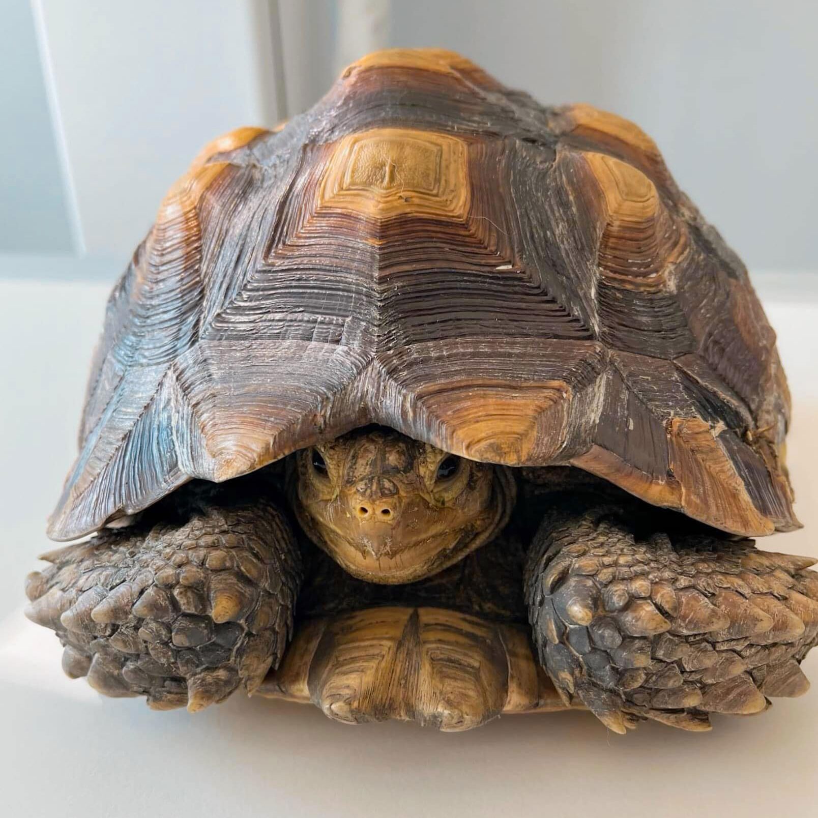 Turtle hiding in its shell