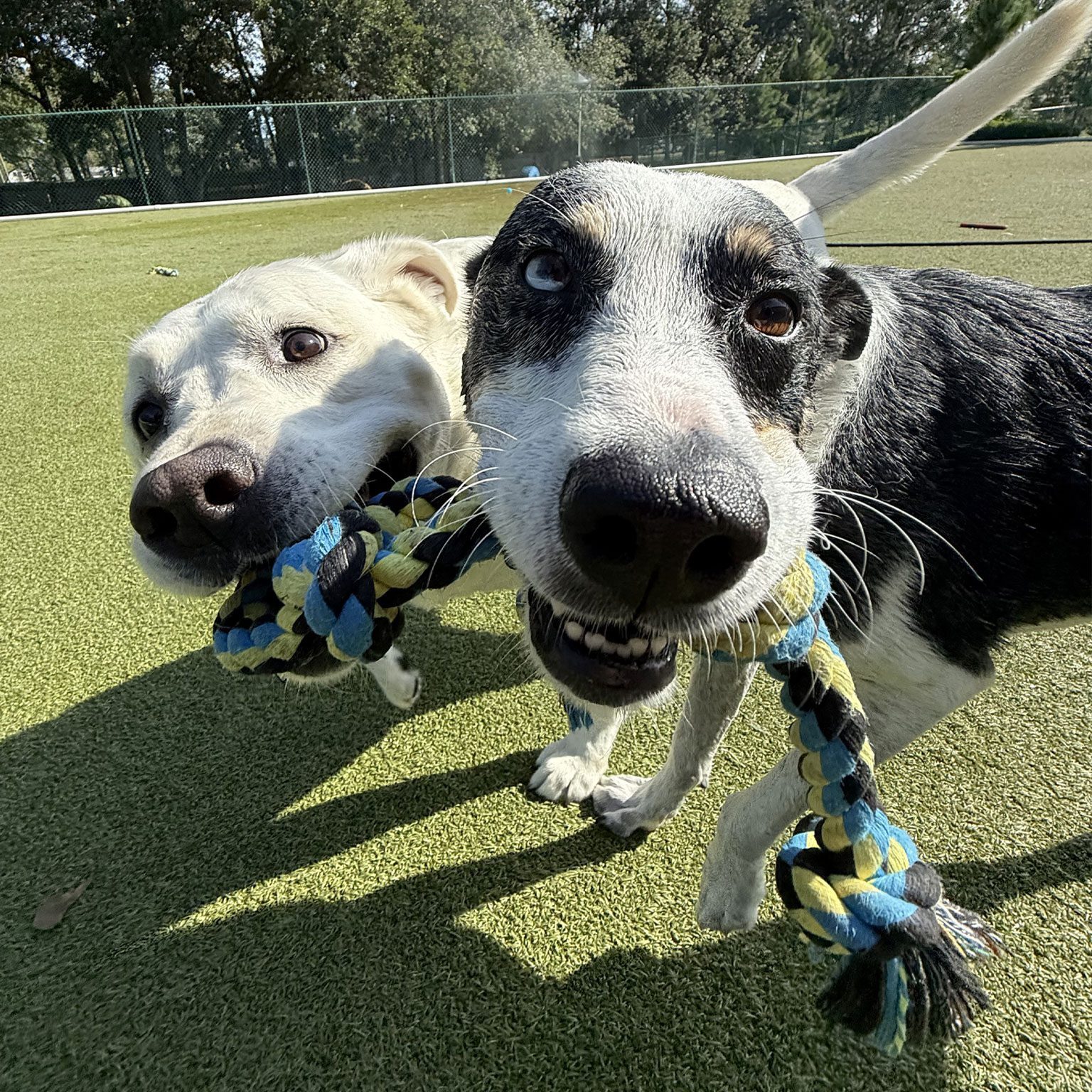 Two Wet Dogs Playing With A Toy