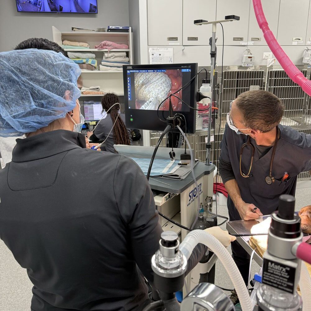 vets looking at screen monitoring a dog