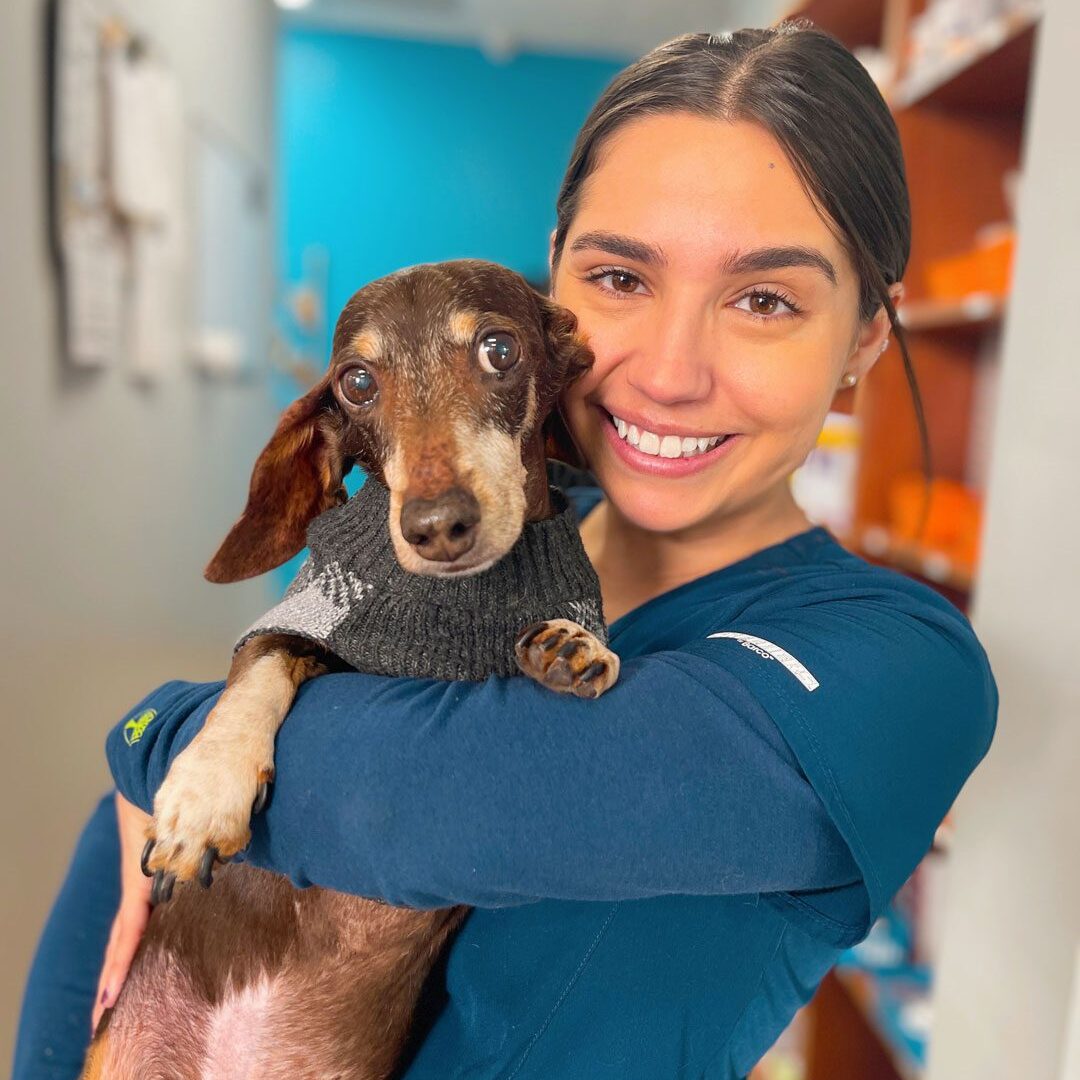 young female veterinary technician holding dachshund