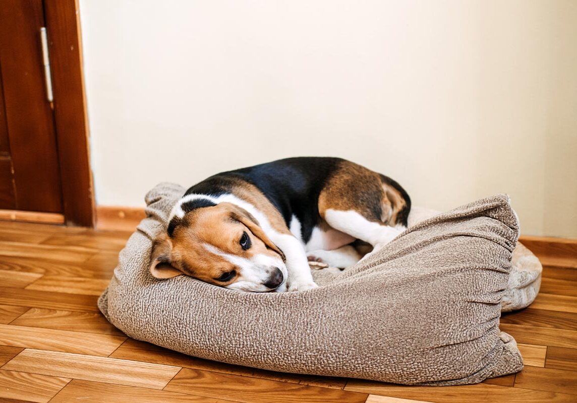 sick beagle dog lying on dog bed on the floor at home