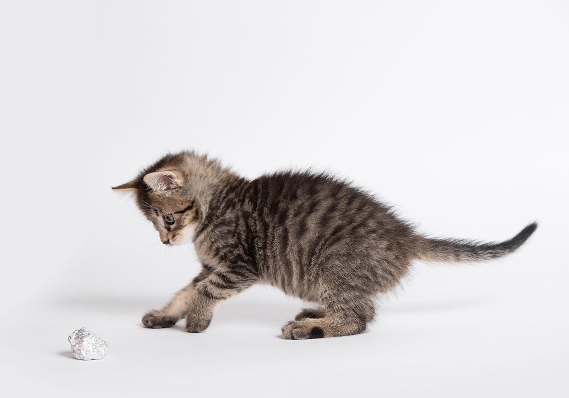 small brown striped tabby cat apprehensively reaching out toward aluminum foil ball