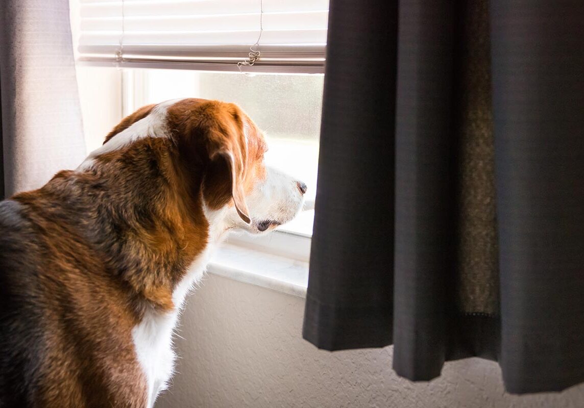 beagle mix dog standing and looking out window indoors