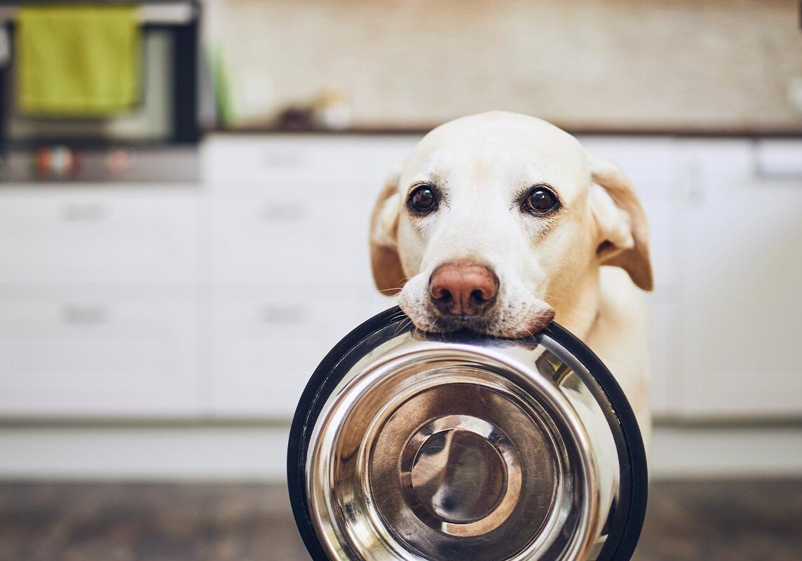 labrador retriever holding food bowl in kitchen