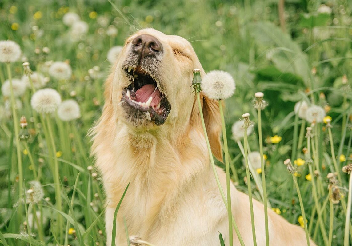 golden retriever dog sitting in grass and dandelions about to sneeze