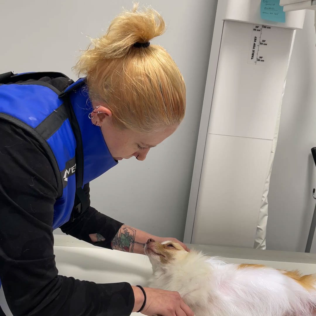 technician holding dog during x-ray
