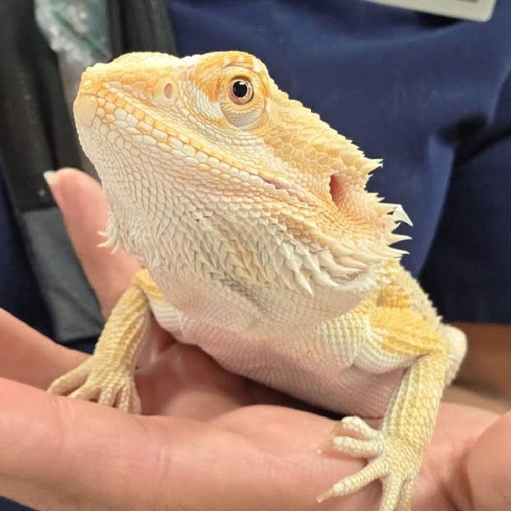 Yellow Lizard Held By Vet Assistant